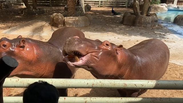 Feeding Hippopotamus is fun at Emirates park zoo Abu Dhabi смотреть онлайн