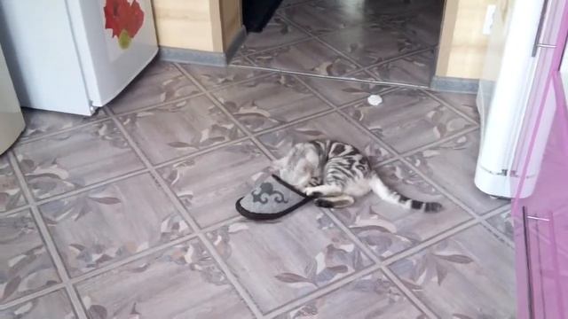 Котовлог!Черепаший окрас игры забавные дома на кухне!