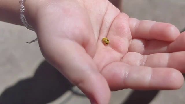 Жизнь в деревне!!! Внуки в гостях!!! смотреть онлайн