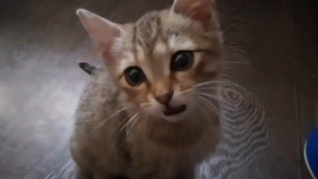 Малыш Йода беззвучно просит кушать. Он не умеет мяукать, а просто открывает ротик. #Йода #Yoda смотреть онлайн