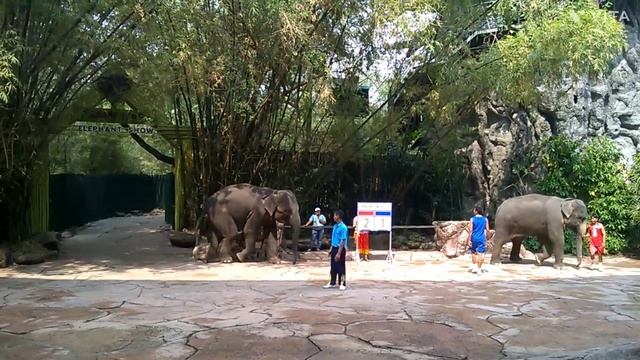 Elephant show, Safari World, Bangkok, Thailand смотреть онлайн