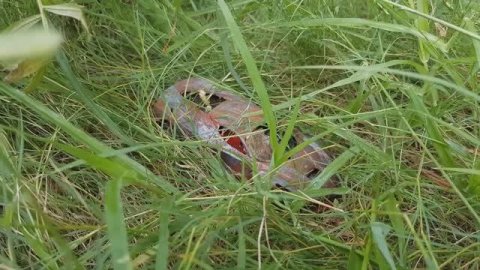 Реставрация модели суперкара Ferrari LaFerrari