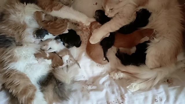 Котята Мейн Кун