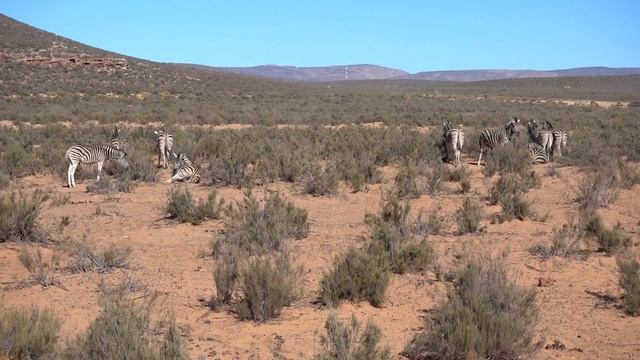 AQUILA PRIVATE GAME RESERVE, Safari & Spa, South Africa смотреть онлайн