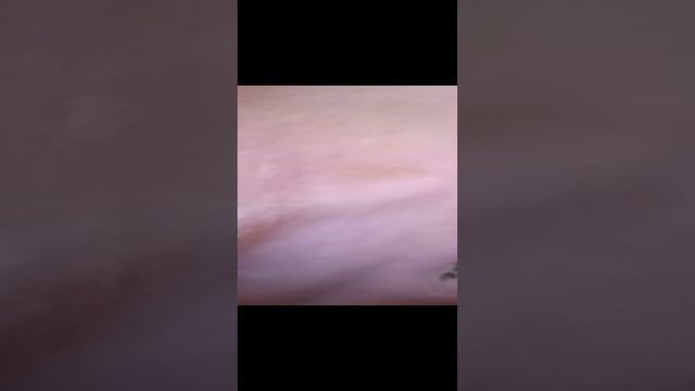 #моя гусеница