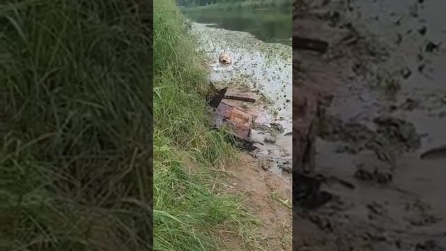 подьём остатков полевой кухни WW2 из днепра смотреть онлайн