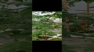 Маравилла  Мичуринск Сергей Летуновский