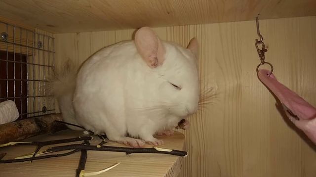Шиншилла кушает. смотреть онлайн