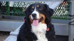 Догтренинг 682. Зачётный бернский зенненхунд.  От панических атаки к интересным прогулкам.