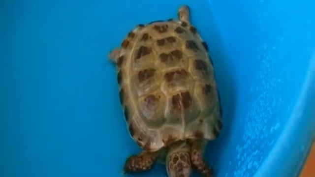 Купание черепахи Пышки смотреть онлайн