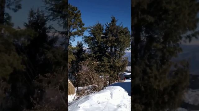 #apple #garden #safari #zipline #kufri #shimla #himachal #india #bharat #travel #explore #experienc смотреть онлайн