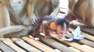 Wow..! little monkey is very brave to show her teeth to the monkey Missy(she doesn't afraid of).
