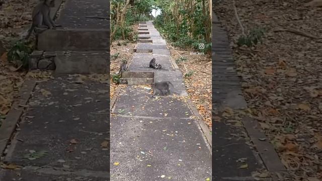 Uluwatu Temple Pura Luhur UluwatuХрам Пура Лухур Улувату БалиОбезьяны БалиBali Uluwatu Monkey