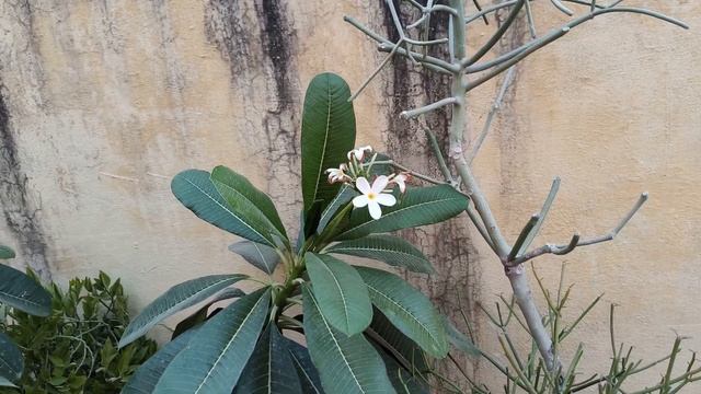 OnePlus Nord 3 Bgmi Test, Battery Test, Camera Test | Shocking Results 🔥 смотреть онлайн