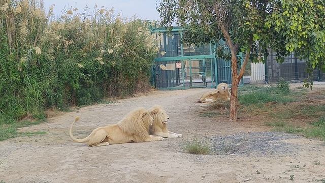 dubai safari park african village|dubai safari park bus tour|dubai safari park 2023