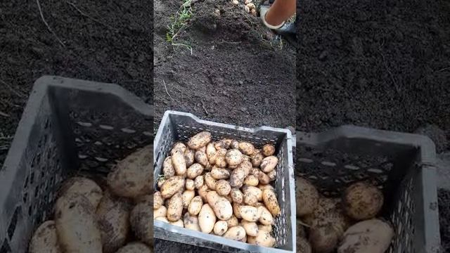 картошка 2024) смотреть онлайн