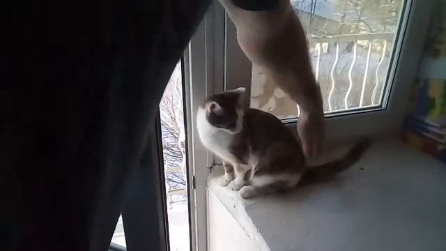 Кошка хотела погулять смотреть онлайн