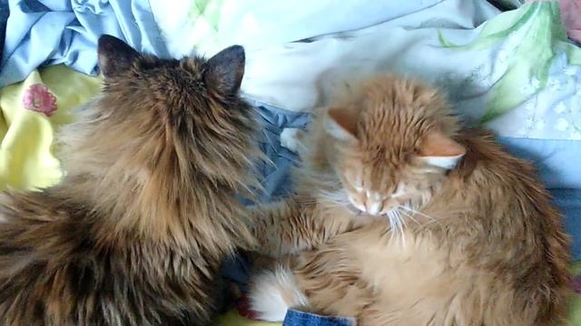 Тишка и Персик моют друг друга. Котики. смотреть онлайн