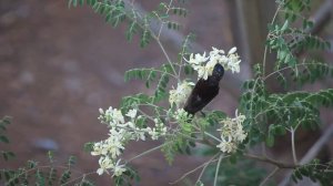 Bird close up from my window-2