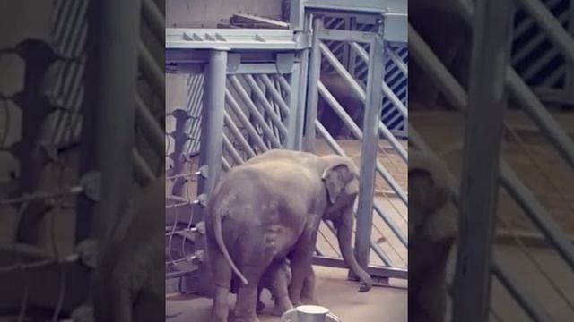 Baby elephant ❤ Prague Zoo  (Created with @Magisto)