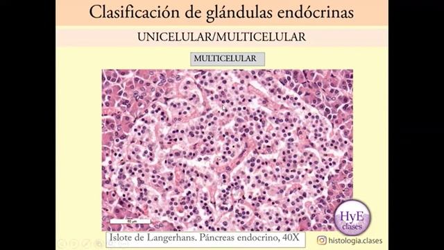 Final de Histo y Embrio Tejido Epitelial — Mozilla Firefox 2023 12 10 14 31 22 смотреть онлайн