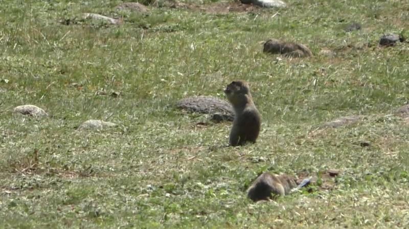 Суслики смотреть онлайн