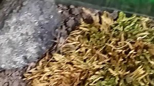 паук волк схватил муху