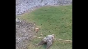 Гуманоидные летучие мыши