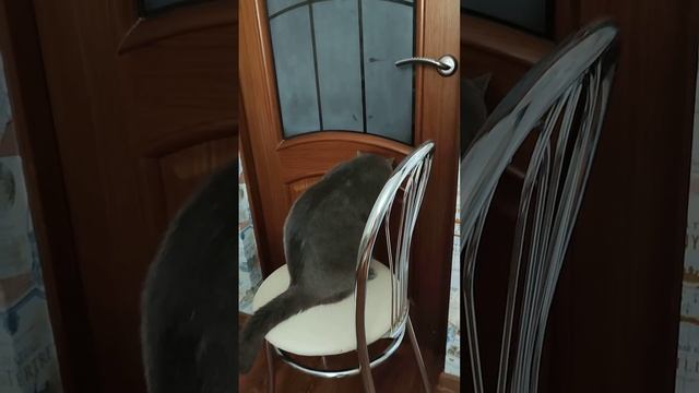 #cat ЧЕСТЕР учиться открывать дверь 🙀😸# смотреть онлайн