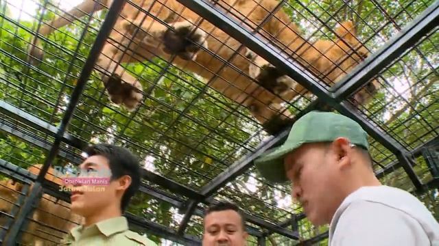 BROWNIS - Anwar Girang Ngasih Makan Binatang Di Taman Safari (11/11/18) Part 2 смотреть онлайн