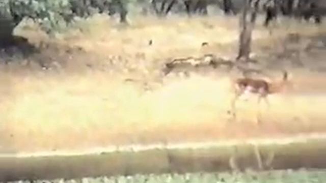 Dad's Trip to Africa #9 Safari Photo from Blind - End of DVD2 смотреть онлайн