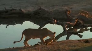 SafariLive August 25. When a lion cub won't listen to mom. :)