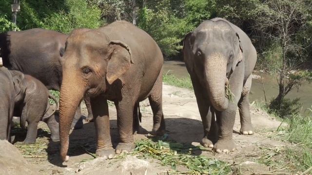 "Wild Adventures with Two Big Animals Horses, a Parrot, Mickey Mouse, Rhino, and Cow in the Mud! смотреть онлайн