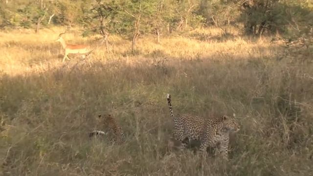 Safari TV Diary - Karula and her cubs on a kill Part 2 смотреть онлайн