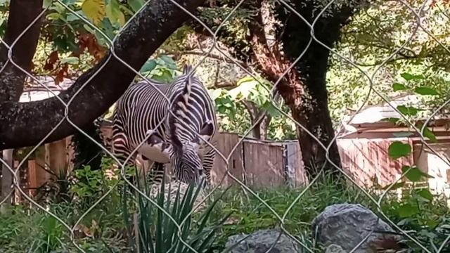Smithsonian National Zoo. Washington D.C Babyy🎉🎊🎉🎊 смотреть онлайн