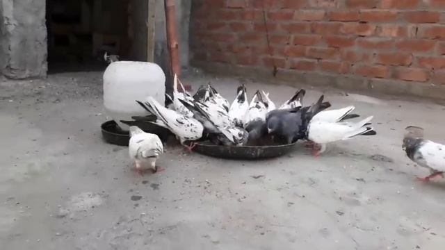 YouTube Haters Troll - Please Wait for quality Videos || kabootar - pigeons lover || смотреть онлайн