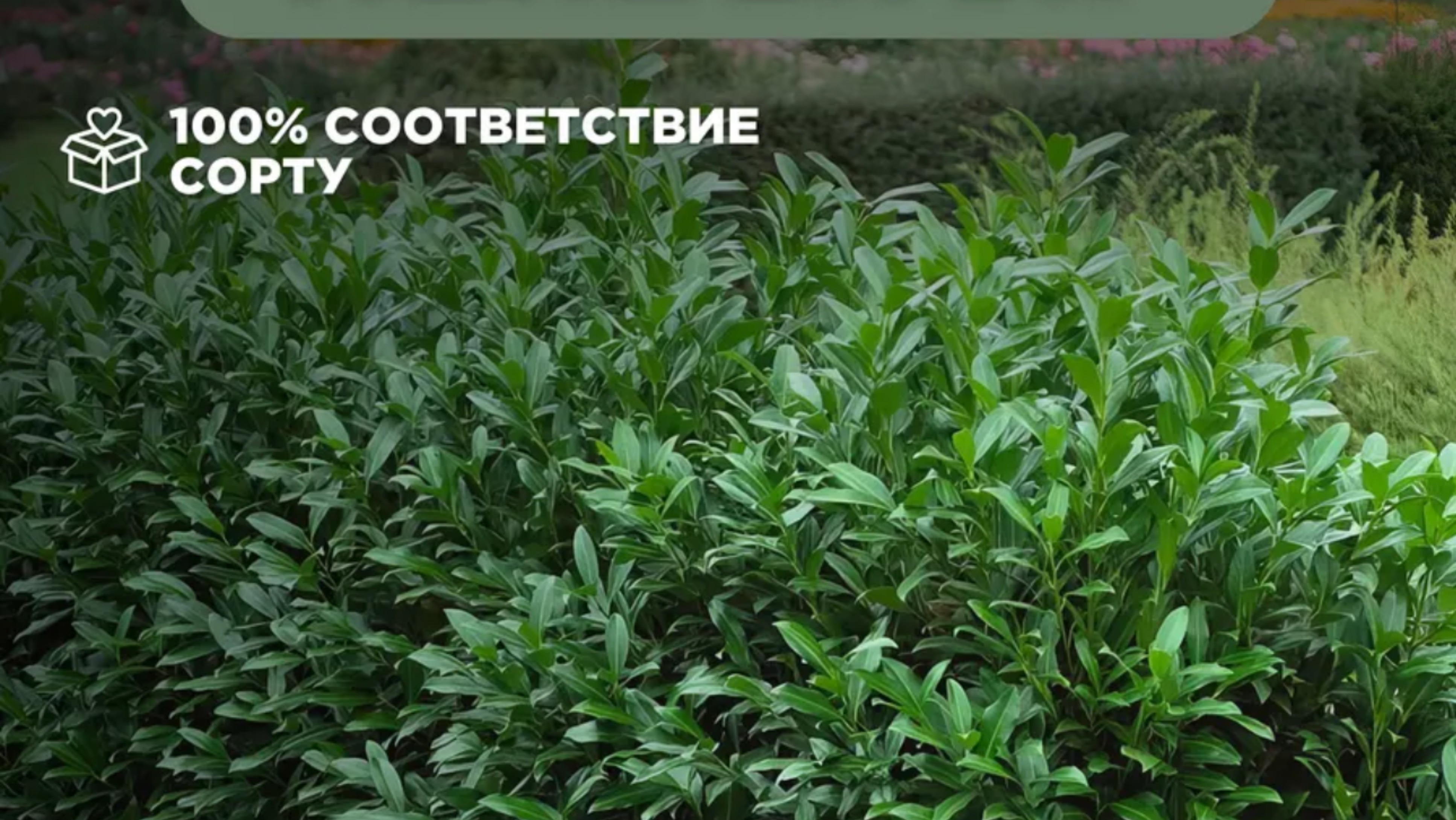 Лавро вишня покупка в интернет магазине