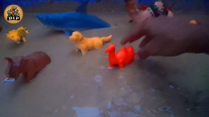 Learn Big Safari Animals Wild Animals for Kids and Toddlers | Big Desert Camel Wild Shark Sheep