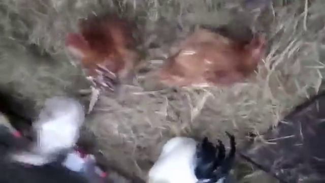 Куриная а-ля ферма