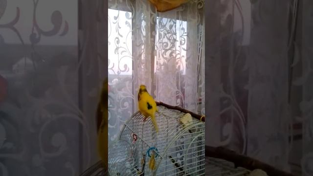 Знаки внимания для самки, от попугая самца ❤️