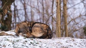 Лелька Быкова кинула на бабки. В грязи все/ ДЕРЕВЕНСКИЙ ДНЕВНИК очень многодетной мамы