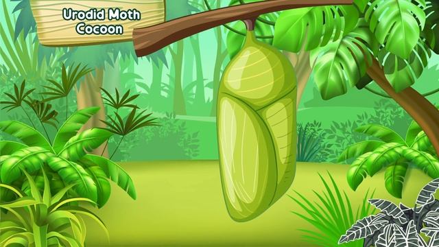 Amazon Rainforest Animals | Vocabulary in English