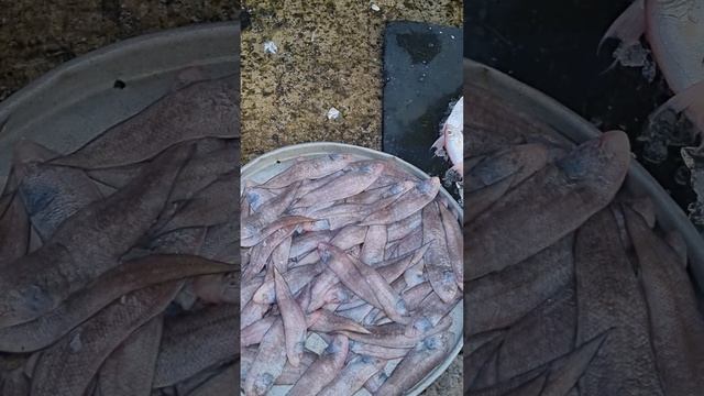 Вьетнам 2023. Остров Фукуок. обзор рынка. мама дорогая, папа бухгалтер смотреть онлайн