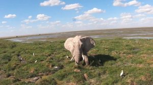 Second safari day in Amboseli National Park