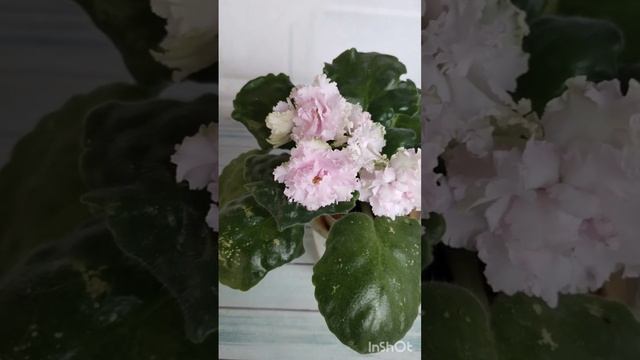зацветают фиалочки новинки
