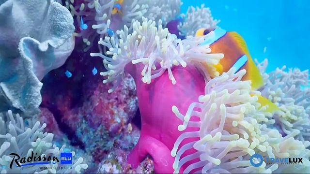 Radisson Blu Resort El Quseir смотреть онлайн