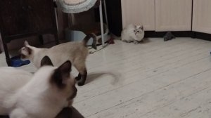 Тайские котята как всегда