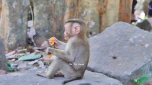 Monkey Leo favorite fruit is orange & He is very brave to play with stumptail monkey Baloo
