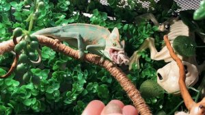 Йеменский хамелеон Боря ест сверчка (+slow mo)