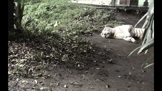 Bali Roadtrip #4 (Bali Safari Marine Park Gianyar Ubud, Warung Mak Beng ) смотреть онлайн